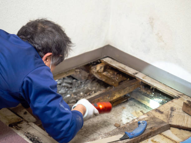 Best Toxic Mold Removal  in Wheaton, MD