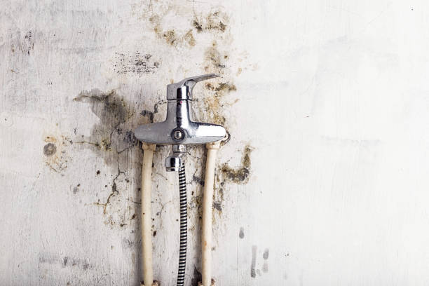 Best Best Mold Removal Companies  in Wheaton, MD