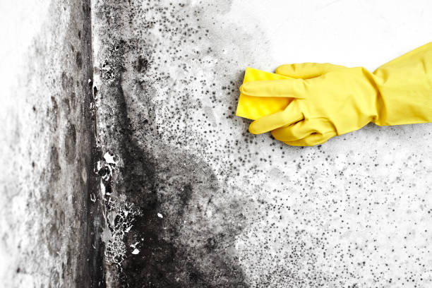 Best Mold Damage Repair  in Wheaton, MD