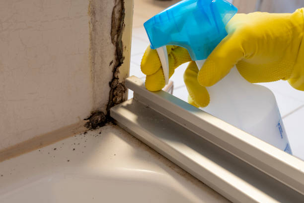 Best Residential Mold Removal  in Wheaton, MD