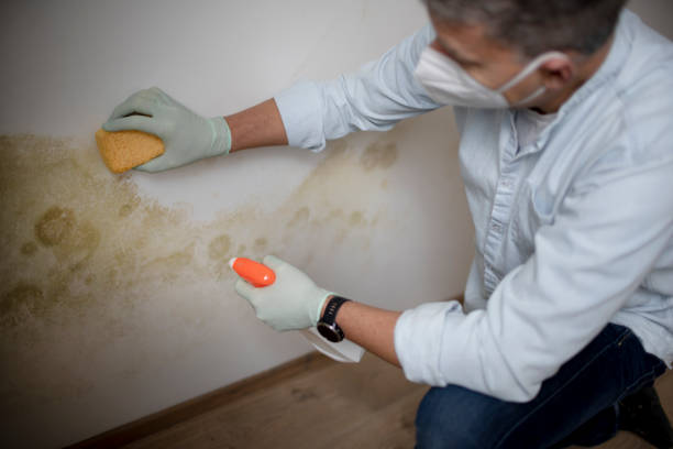 Mold Testing and Removal in Wheaton, MD