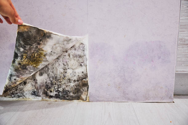 Reliable Wheaton, MD Mold Removal Solutions